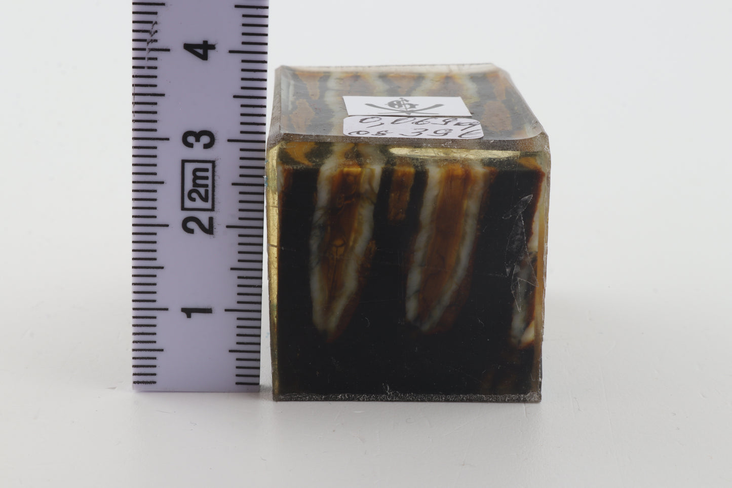 Stabilised mammoth molar piece