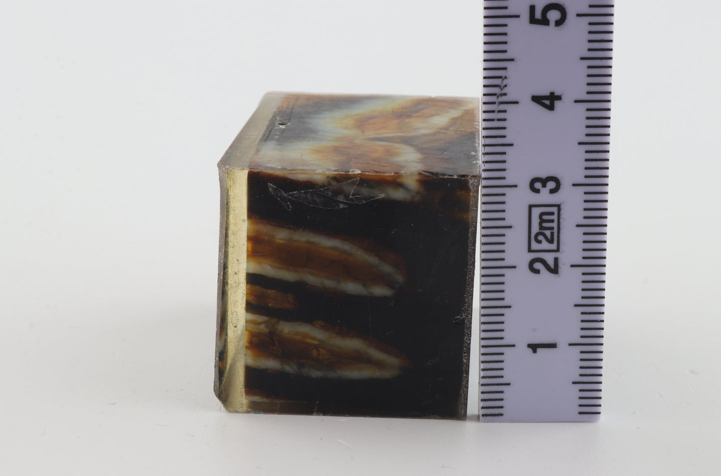 Stabilised mammoth molar piece