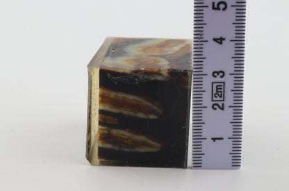 Stabilised mammoth molar piece