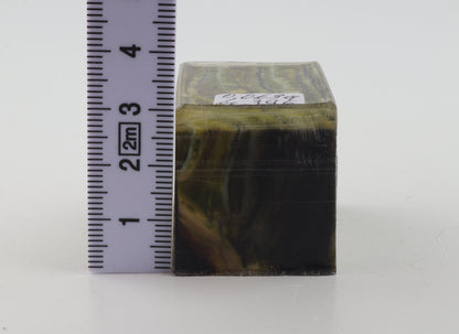 Stabilized mammoth molar piece