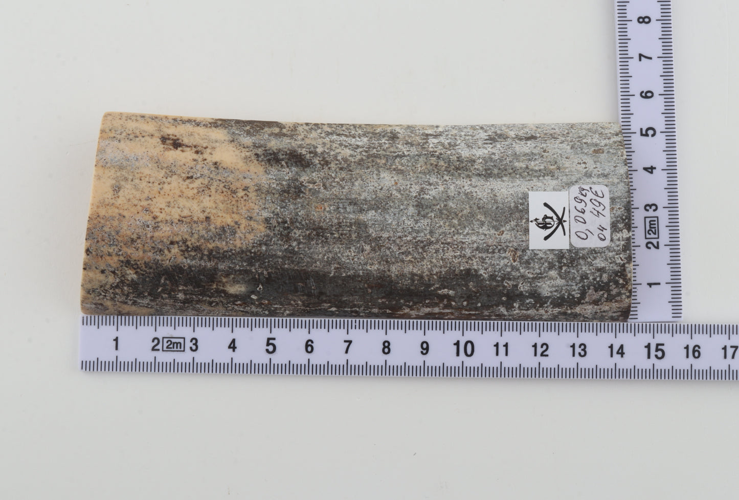 Grey mammoth bark