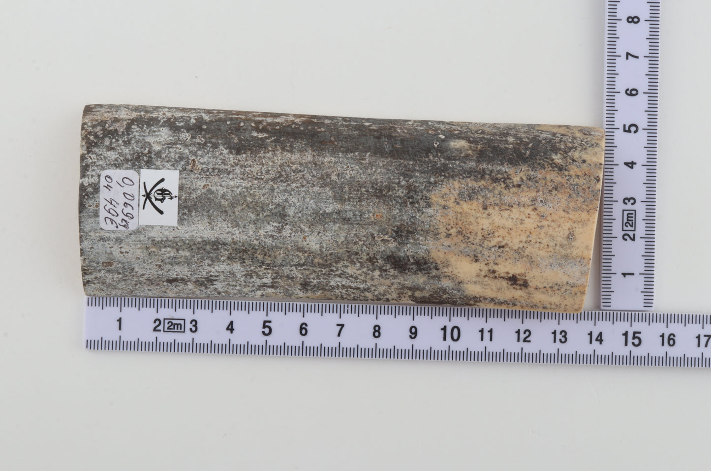 Grey mammoth bark