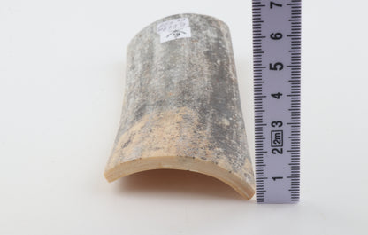 Grey mammoth bark