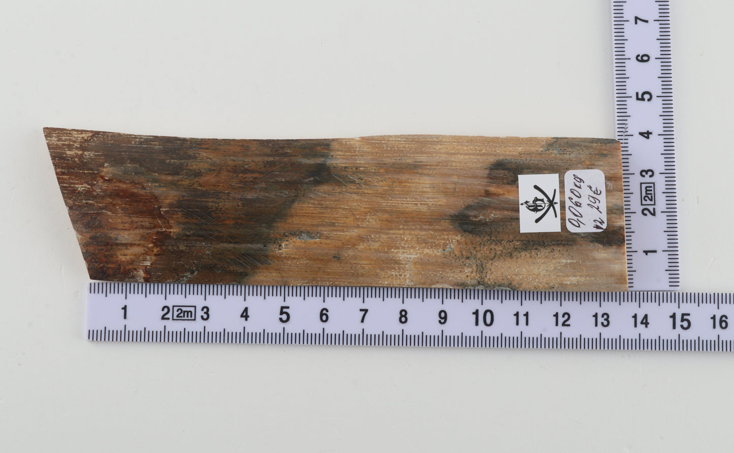 Beige-green mammoth bark