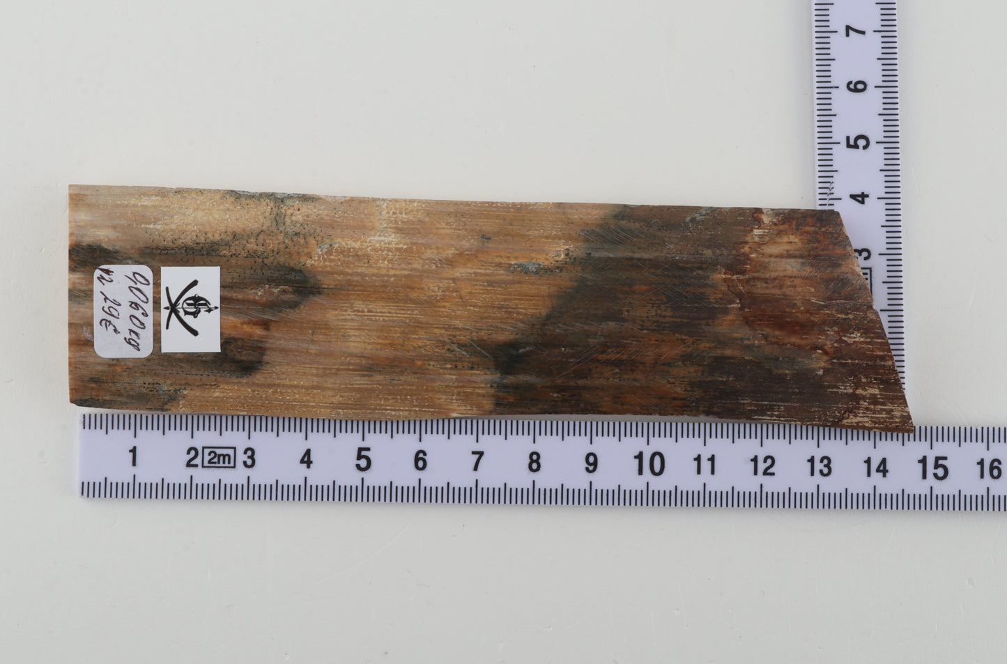 Beige-green mammoth bark