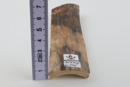 Beige-green mammoth bark