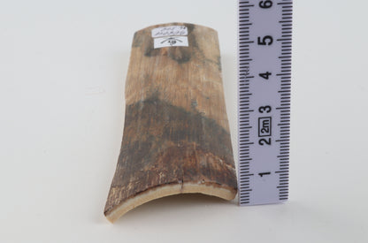 Beige-green mammoth bark