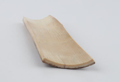 Beige-green mammoth bark