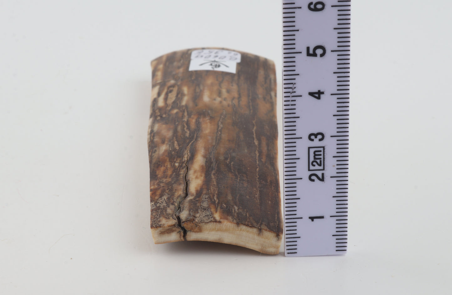 Beige-brown mammoth bark
