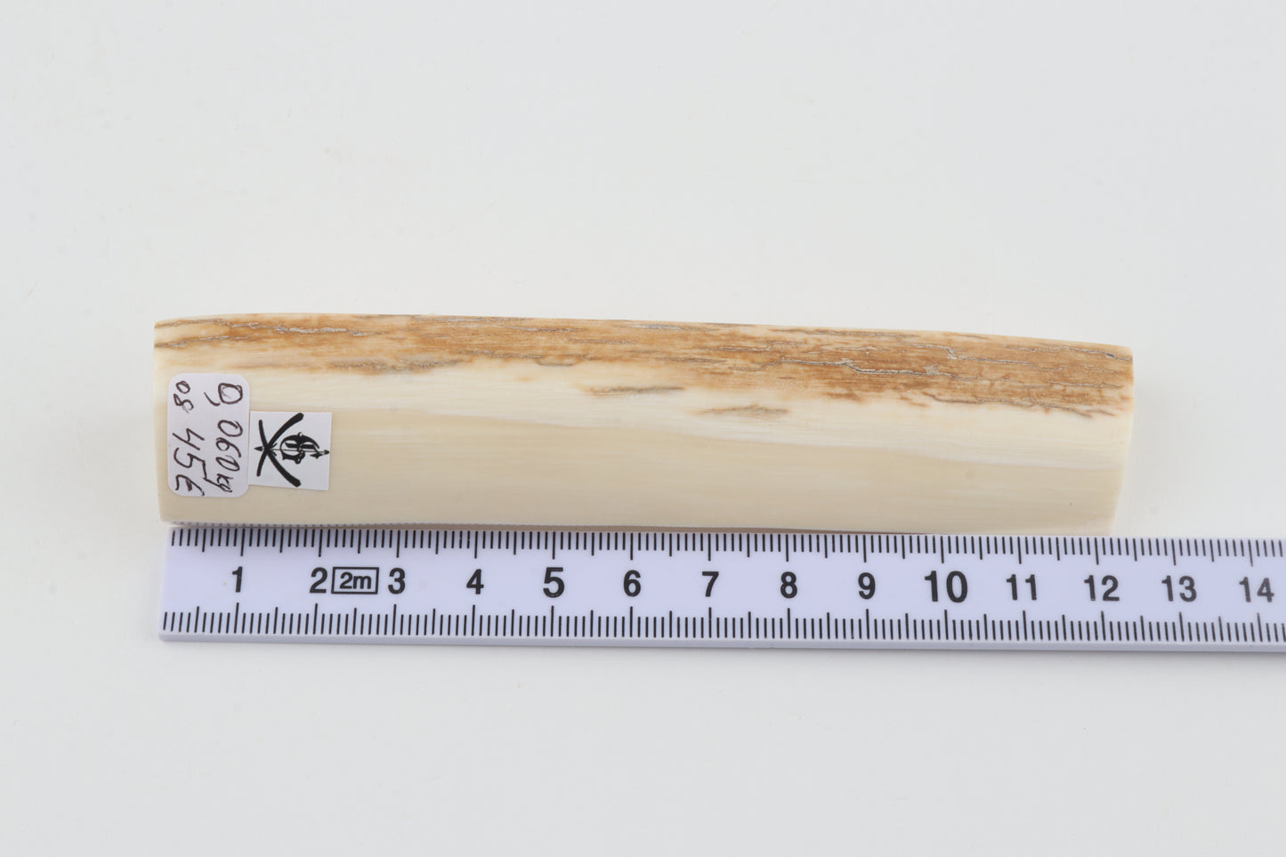 White mammoth ivory segment