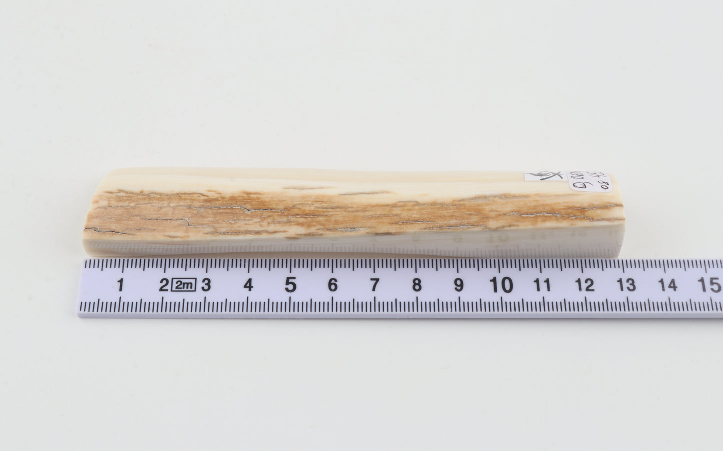 White mammoth ivory segment