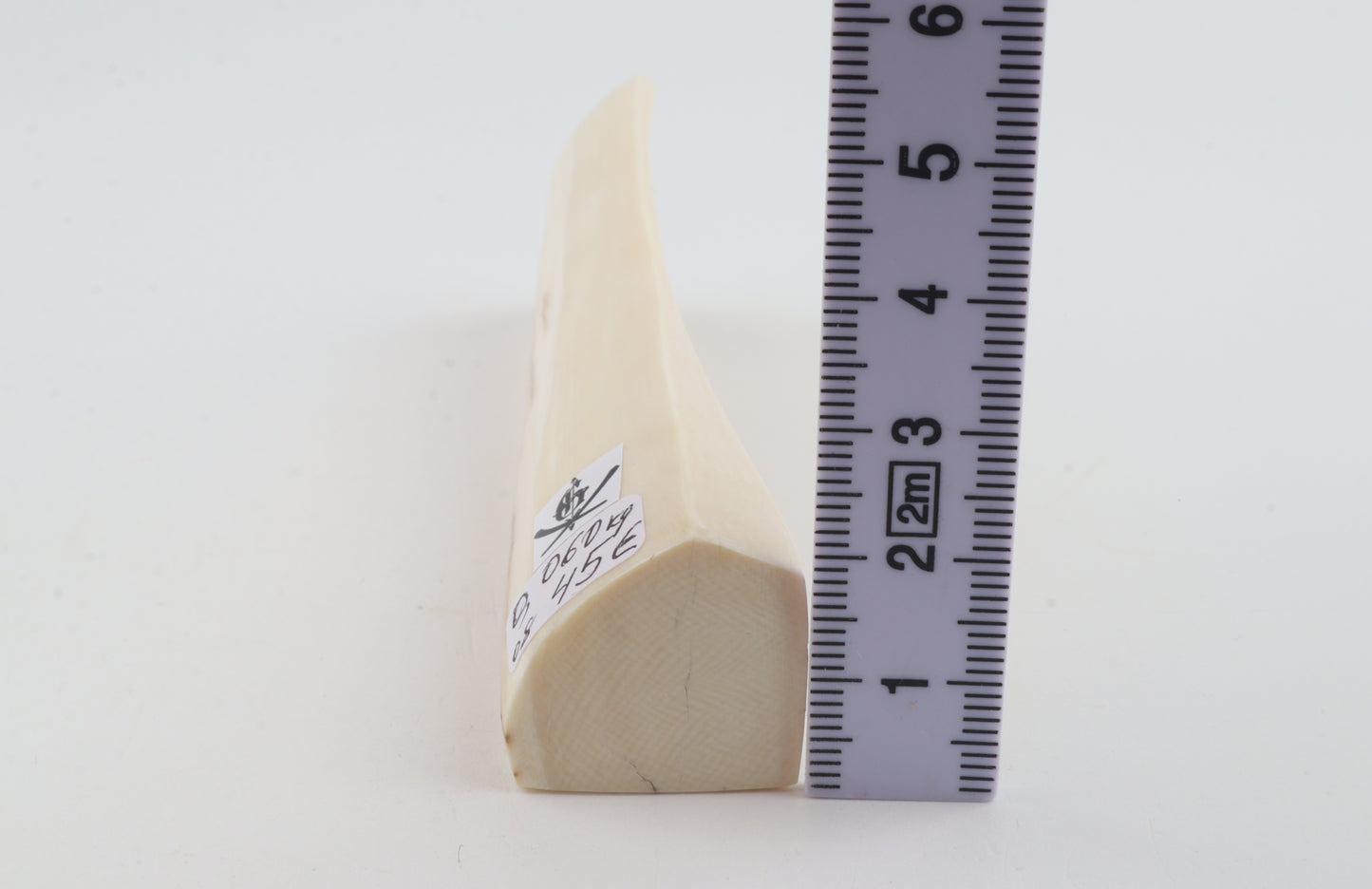 White mammoth ivory segment