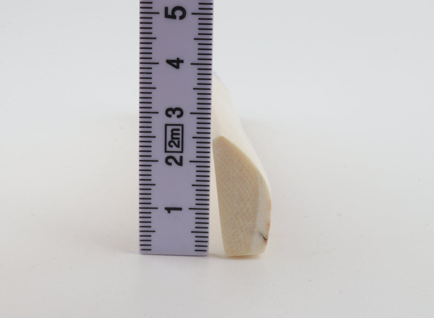 White mammoth ivory segment