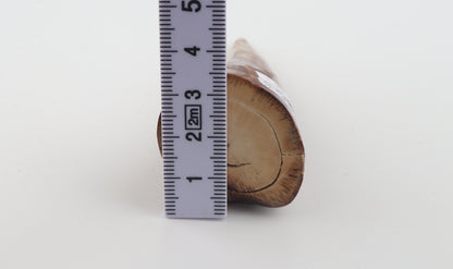 Natural mammoth tusk piece