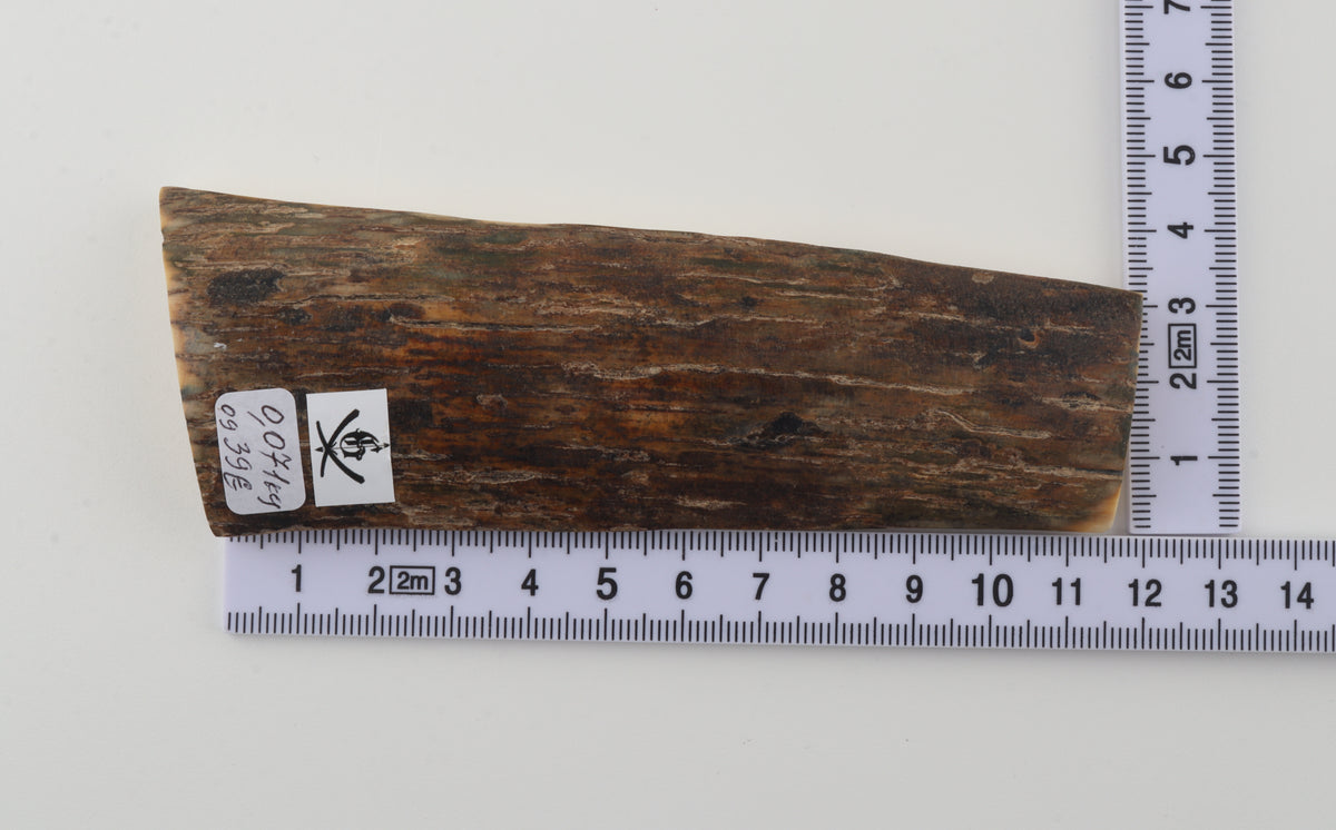 Brown mammoth bark