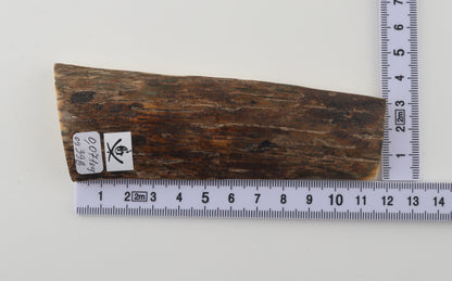 Brown mammoth bark