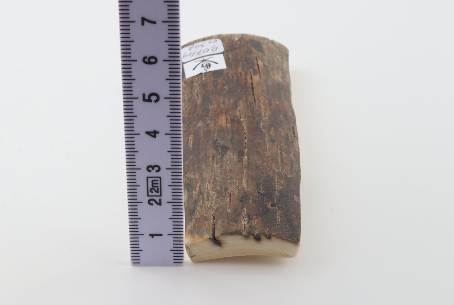 Brown mammoth bark