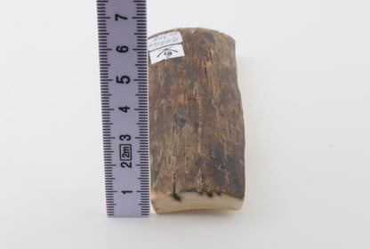 Brown mammoth bark