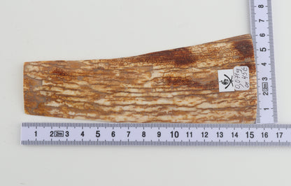 Orange-white mammoth bark