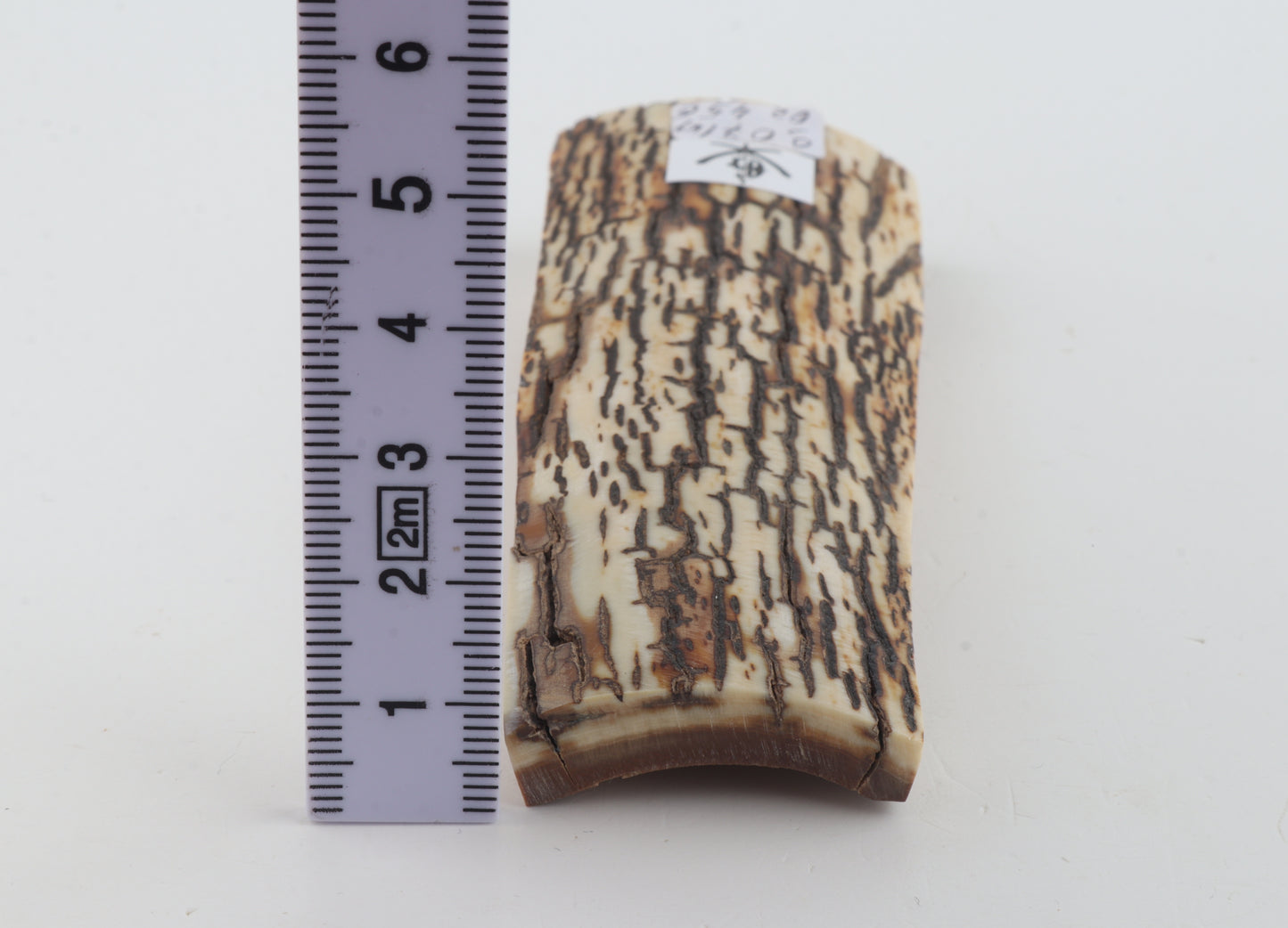 Brown-white mammoth bark