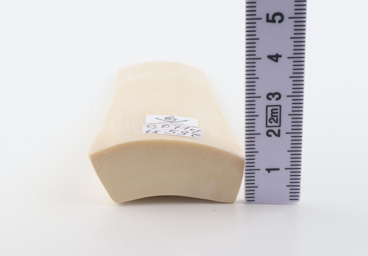 White mammoth ivory segment