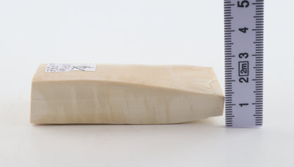 Natural mammoth ivory piece