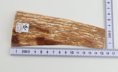 Orange-white mammoth bark
