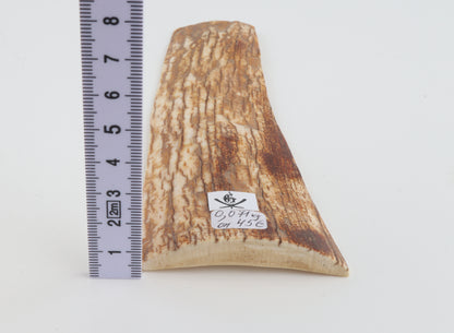 Orange-white mammoth bark