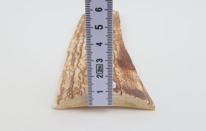 Orange-white mammoth bark