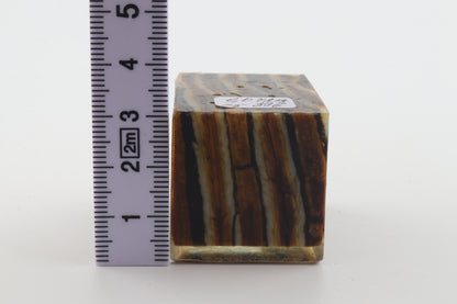 Stabilized mammoth molar piece