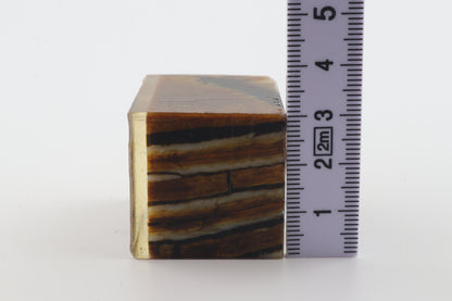Stabilized mammoth molar piece