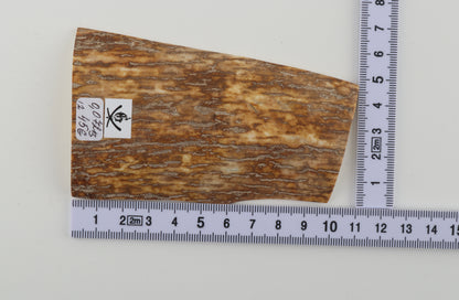 Orange-yellow mammoth bark