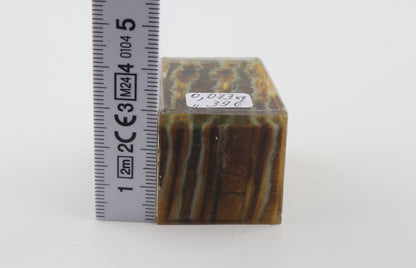 Stabilized mammoth molar piece