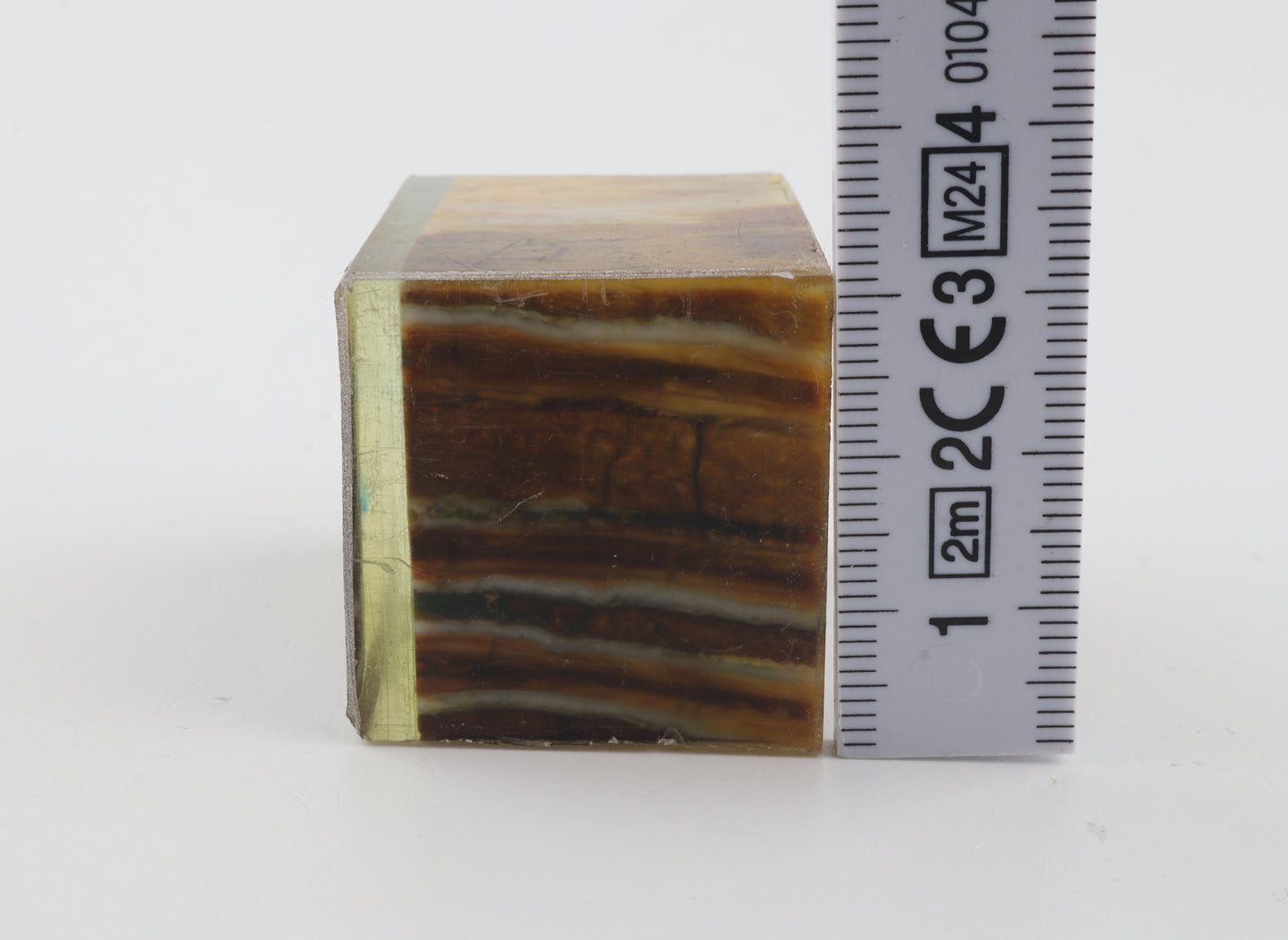 Stabilized mammoth molar piece