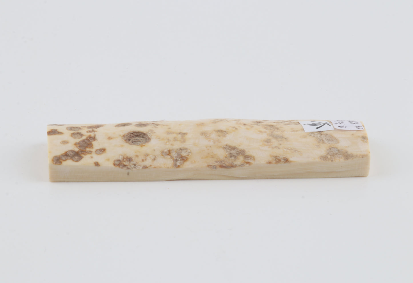 White mammoth bark