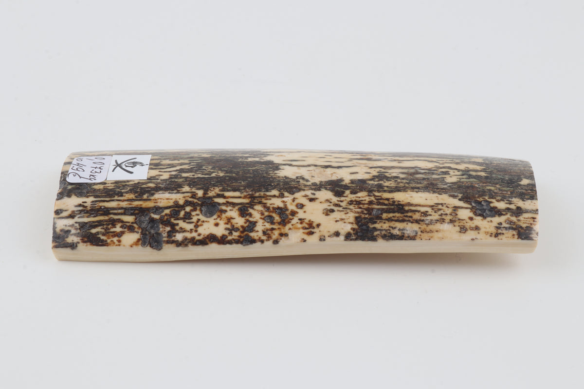 Natural woolly mammoth bark