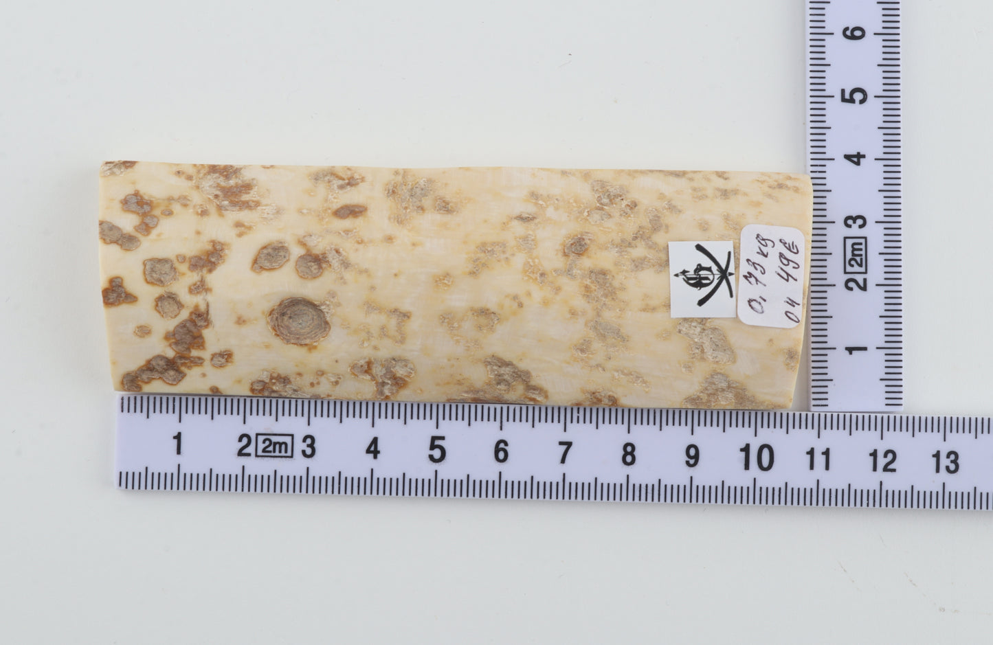 White mammoth bark