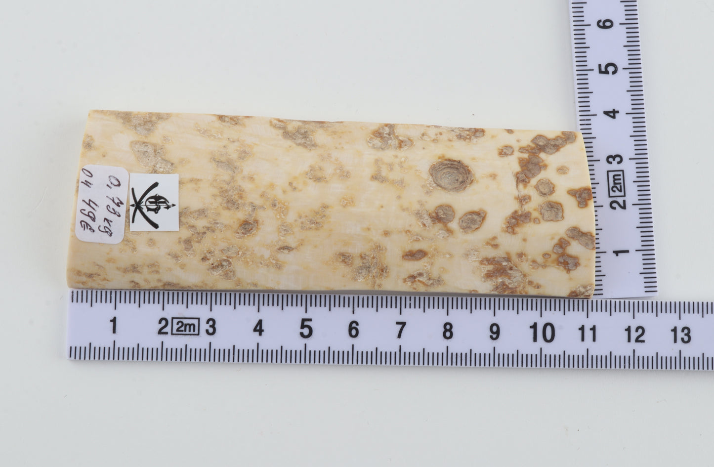 White mammoth bark