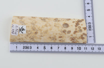White mammoth bark
