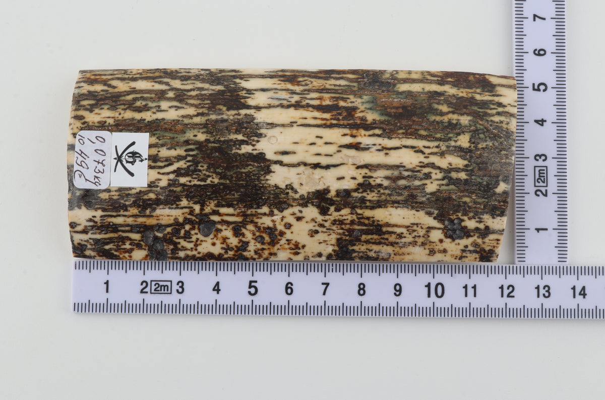 Natural woolly mammoth bark