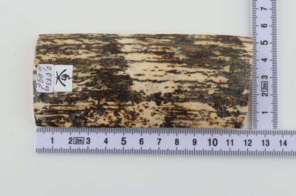 Natural woolly mammoth bark