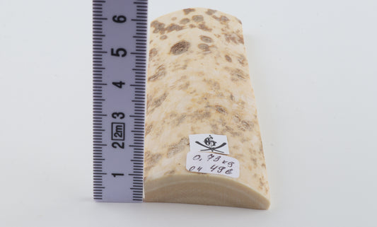 White mammoth bark