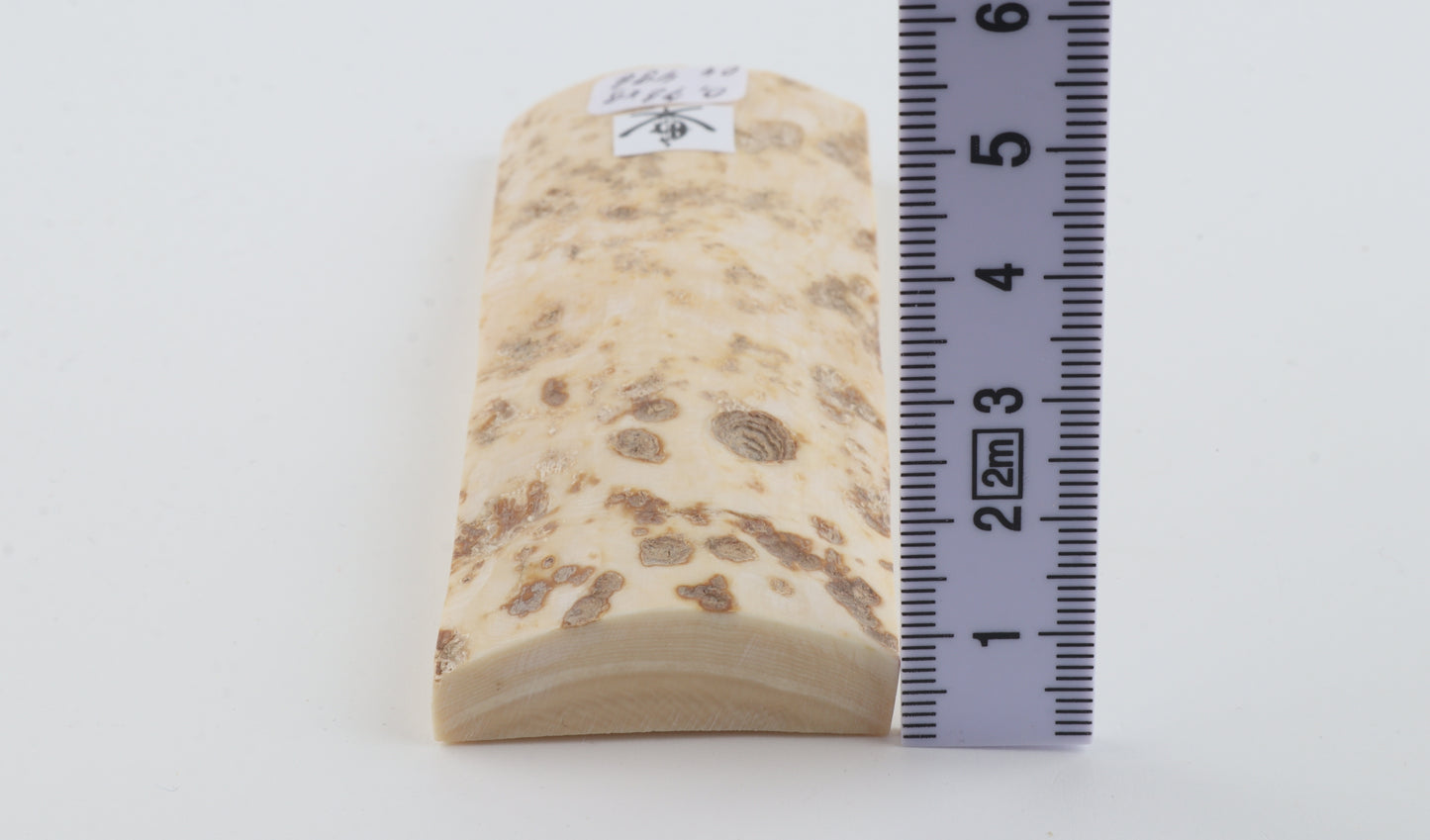 White mammoth bark