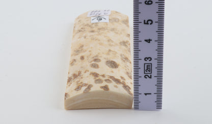 White mammoth bark