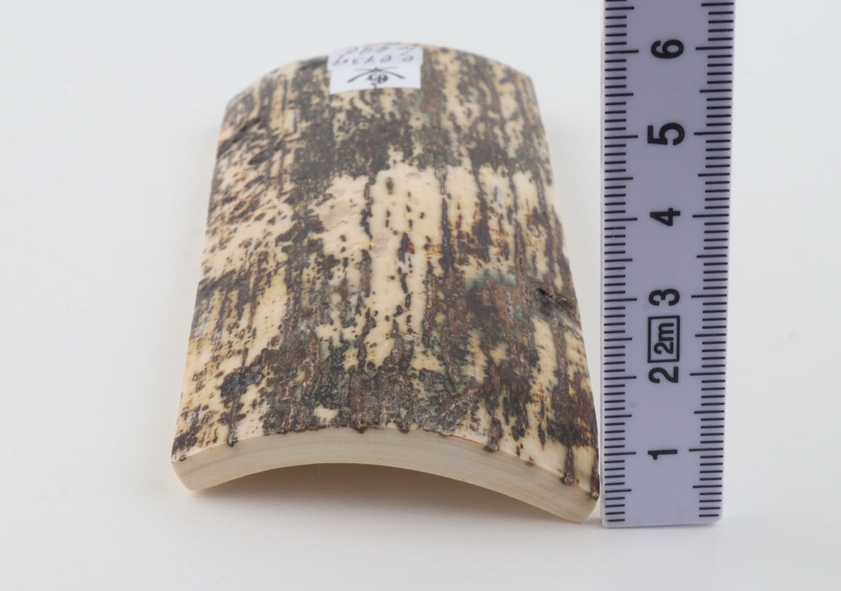Natural woolly mammoth bark