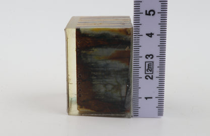 Stabilized mammoth molar piece