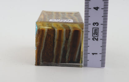 Stabilized mammoth molar piece