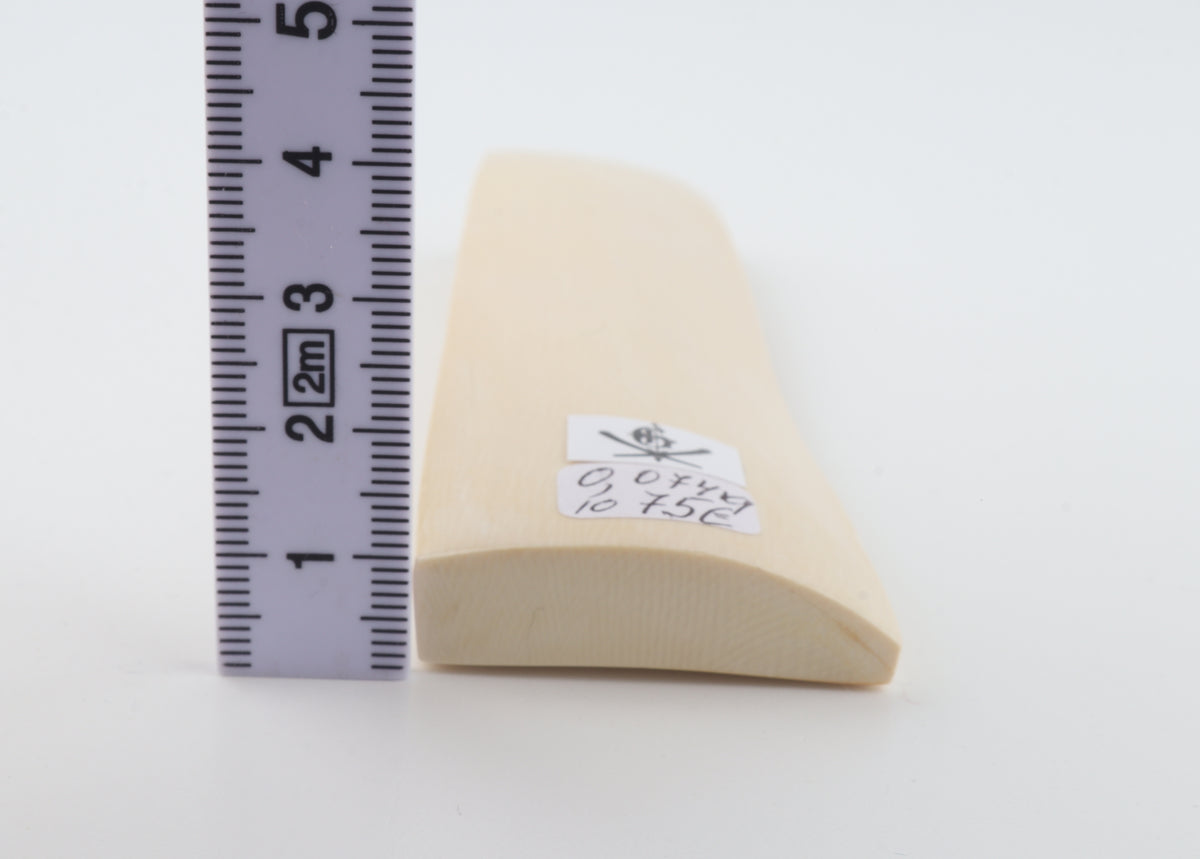 White mammoth ivory segment