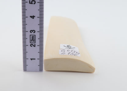 White mammoth ivory segment