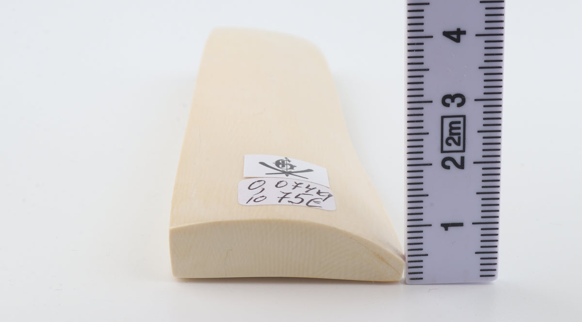 White mammoth ivory segment